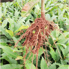 Sweet Chestnut (Castanea sativa)