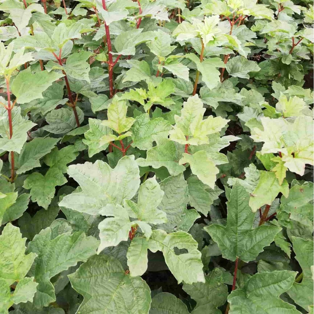 Summer green foliage of Viburnum opulus (Guelder rose).