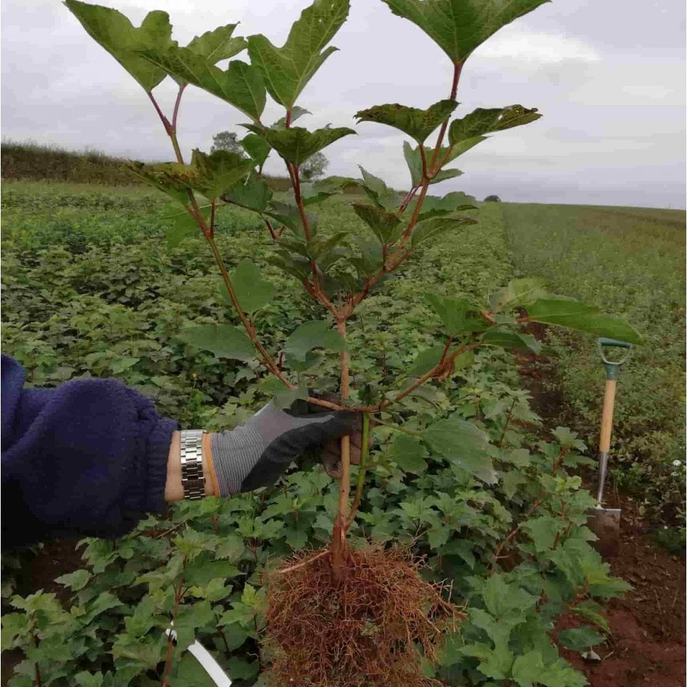 The root quality of a bare root Viburnum opulus  (Guelder rose) growing in Herefordshire