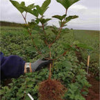 The root quality of a bare root Viburnum opulus  (Guelder rose) growing in Herefordshire