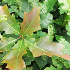 Oak - Red (Quercus rubra)