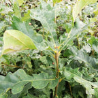 Oak - Sessile (Quercus petraea)