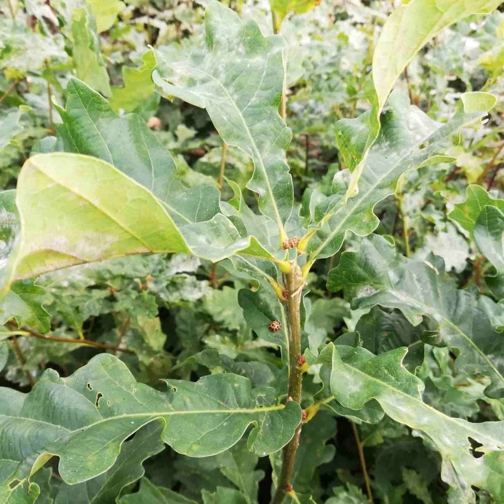 Oak - Sessile (Quercus petraea)