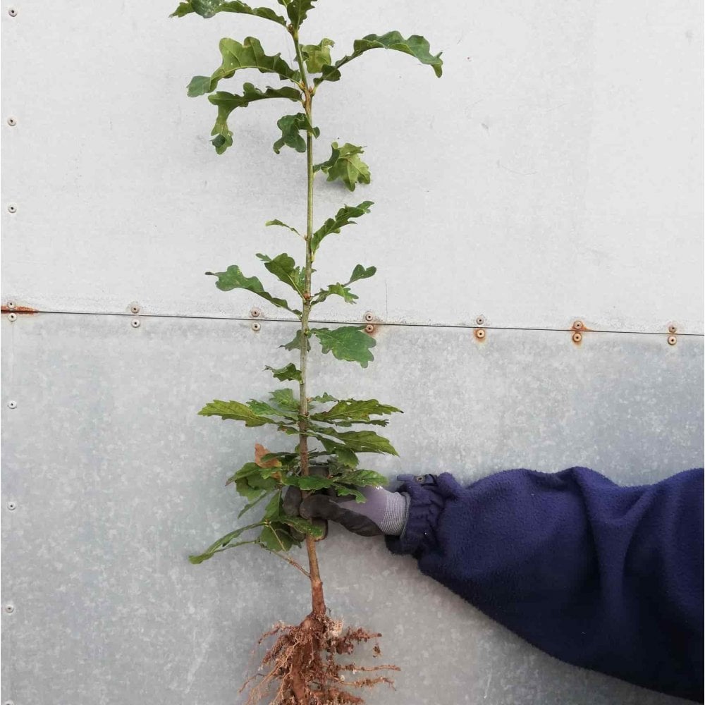 Oak - Sessile (Quercus petraea)