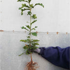 Oak - Sessile (Quercus petraea)