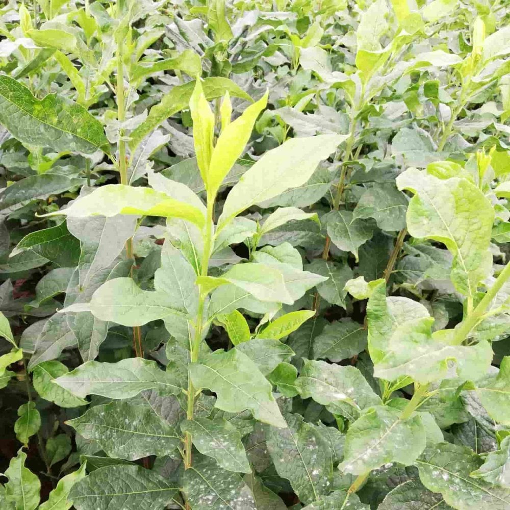 The leaves of Euonymus europeaus being grown as bare root plants at a specialst nursery