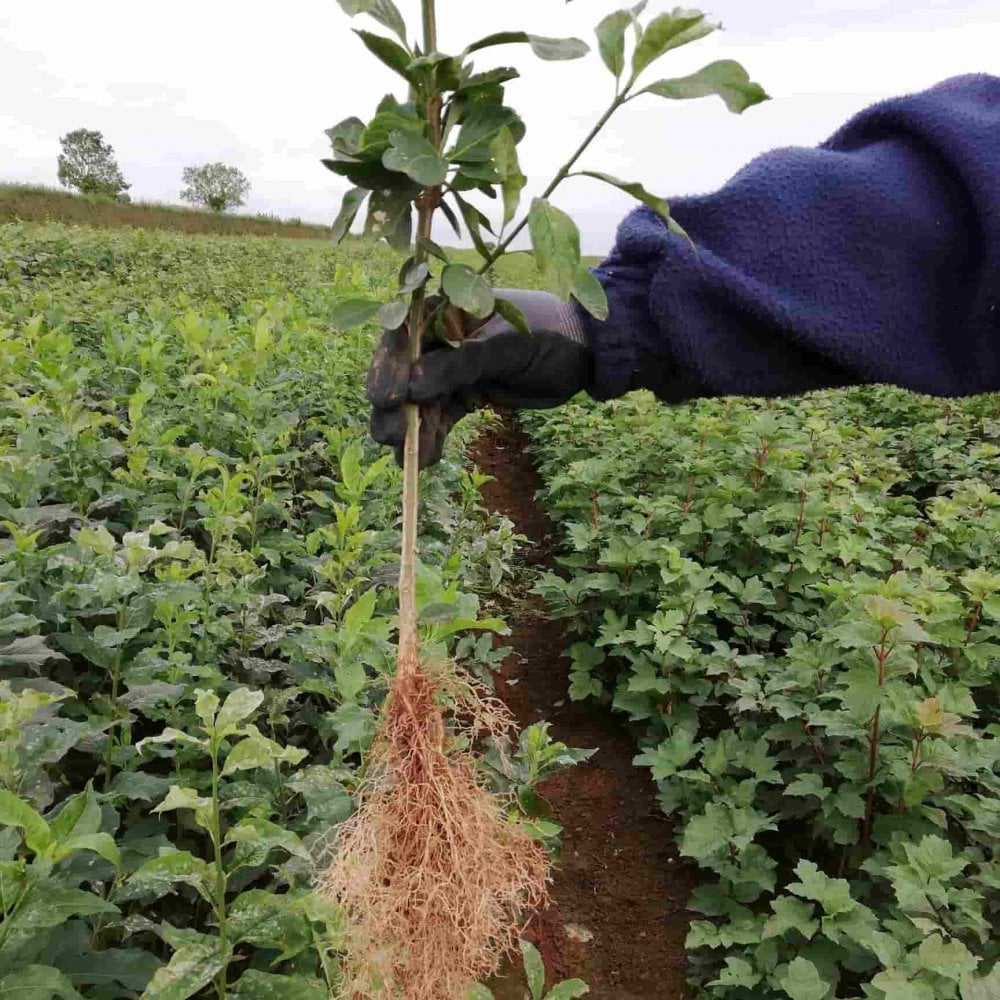 The root quality of Euonymus europaeus (native Spindle) bare root hedging plants
