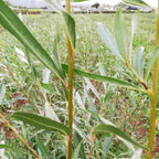 Willow - white (Salix alba)