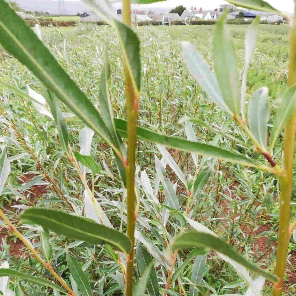 Willow - white (Salix alba)