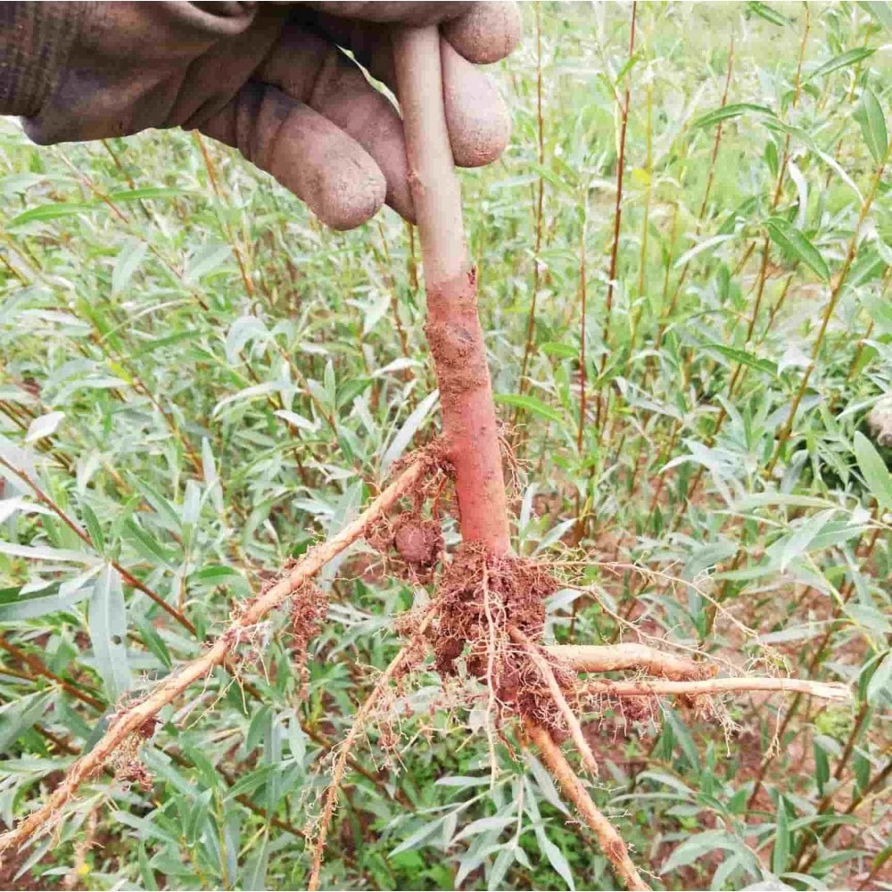 Willow - white (Salix alba)