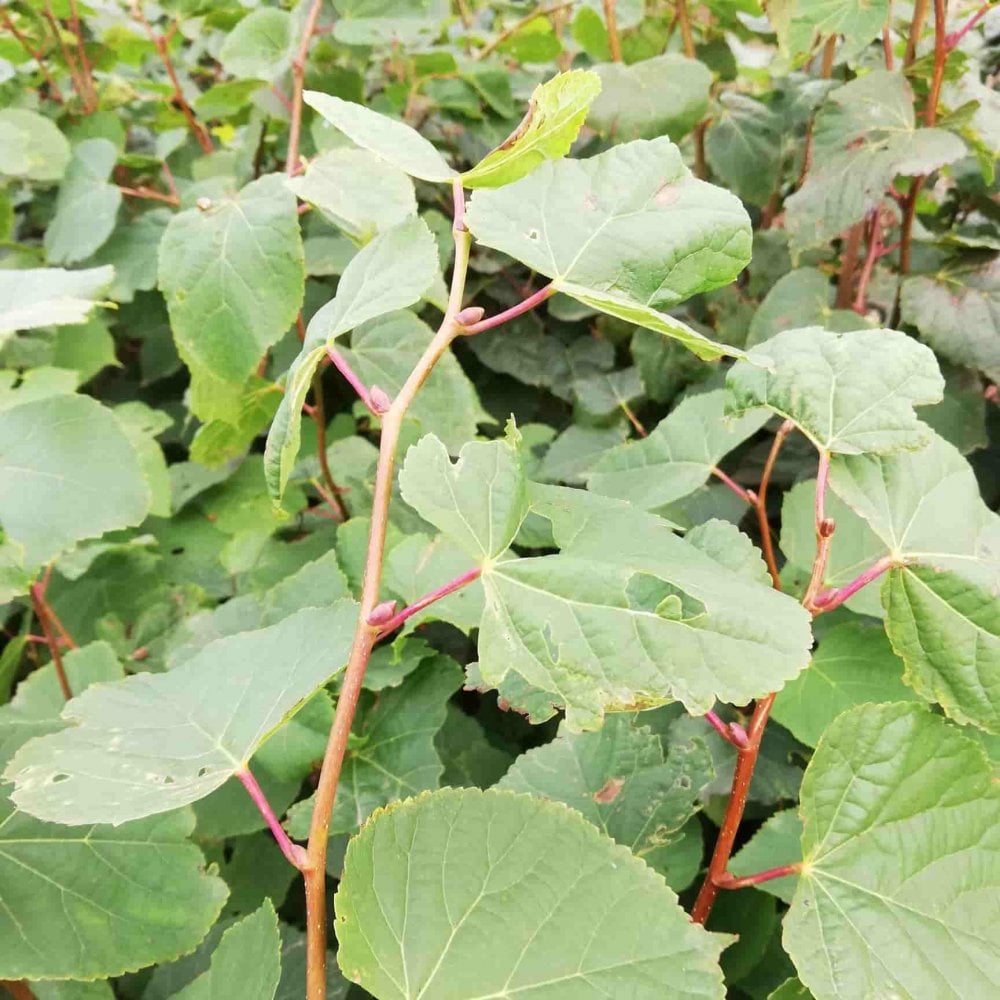 Lime - small leafed (Tilia cordata)