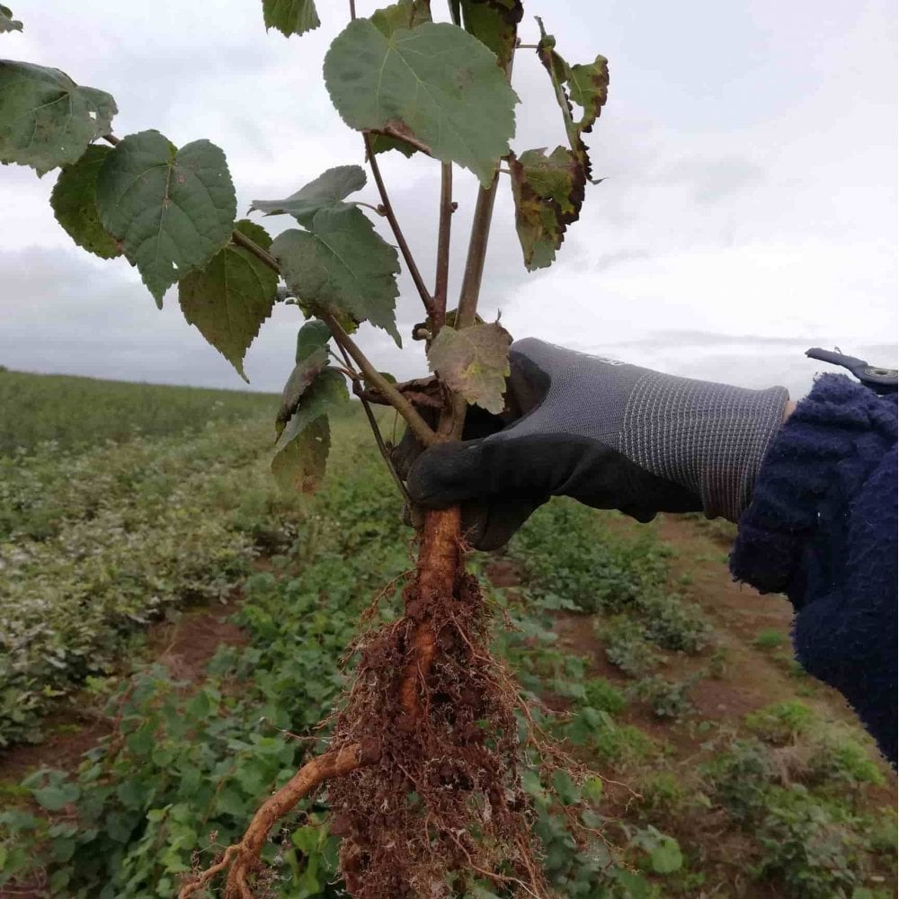 Lime - small leafed (Tilia cordata)