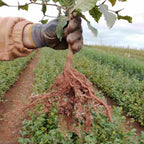 Beech (Fagus sylvatica)