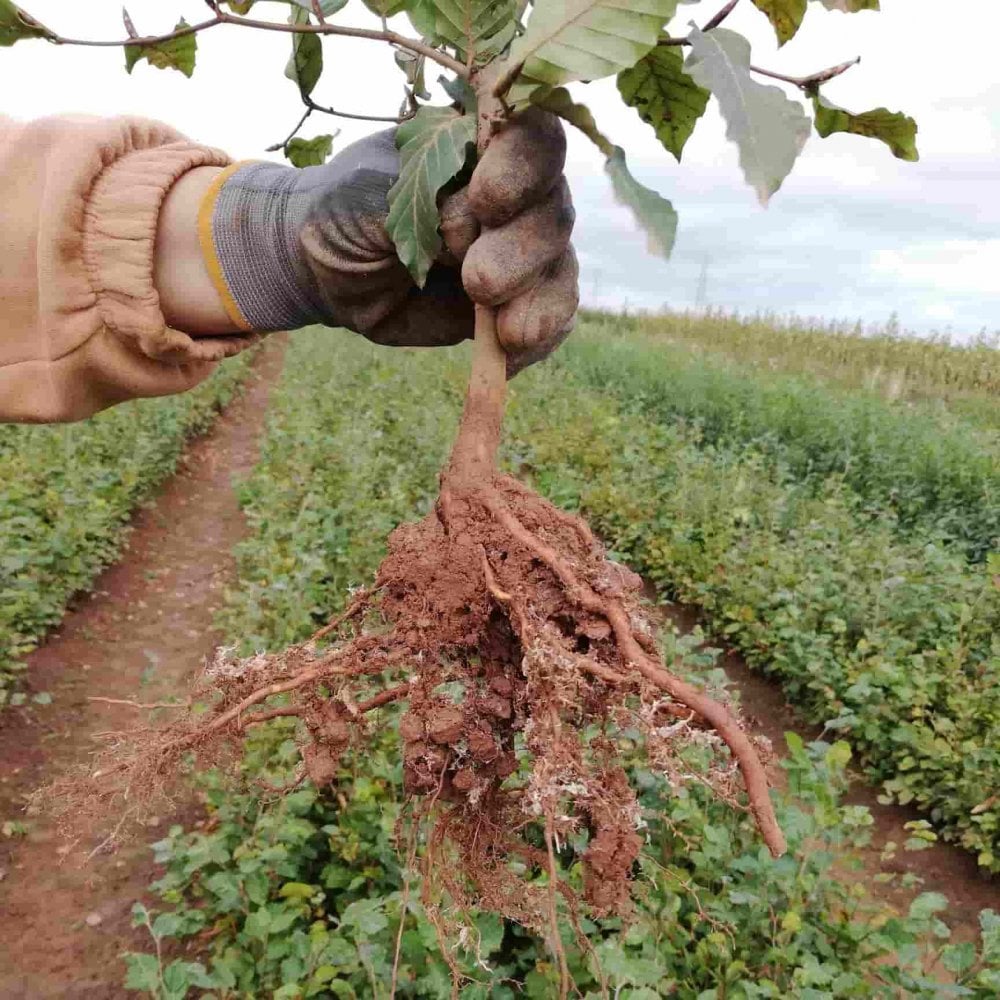 Beech (Fagus sylvatica)