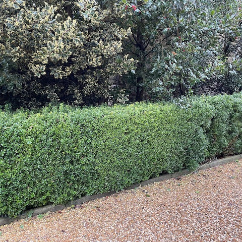 Row of Buxus sempervirens trimmed hedges along a gravel path with trees in the background