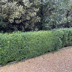 Row of Buxus sempervirens trimmed hedges along a gravel path with trees in the background