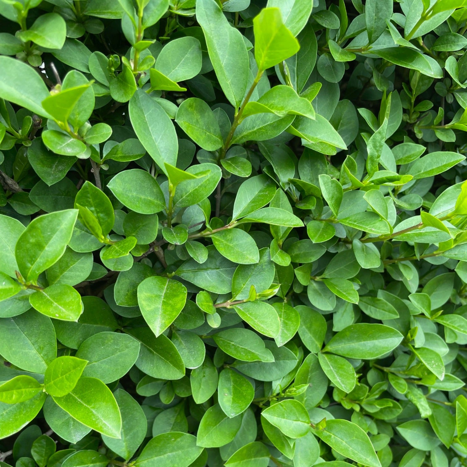 Privet - Common (Ligustrum ovalifolium)