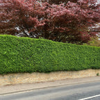 A mature tall Common Privet hedge (Ligustrum ovalifolium)